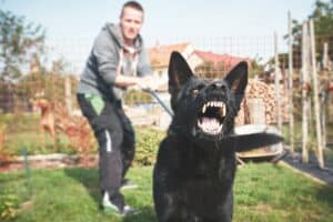 Aggressive dog preparing to bite in Waldorf, MD