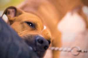 Close up of dog biting a person