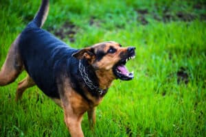 Aggressive dog baring teeth in a grassy field, representing the emotional trauma of dog attacks